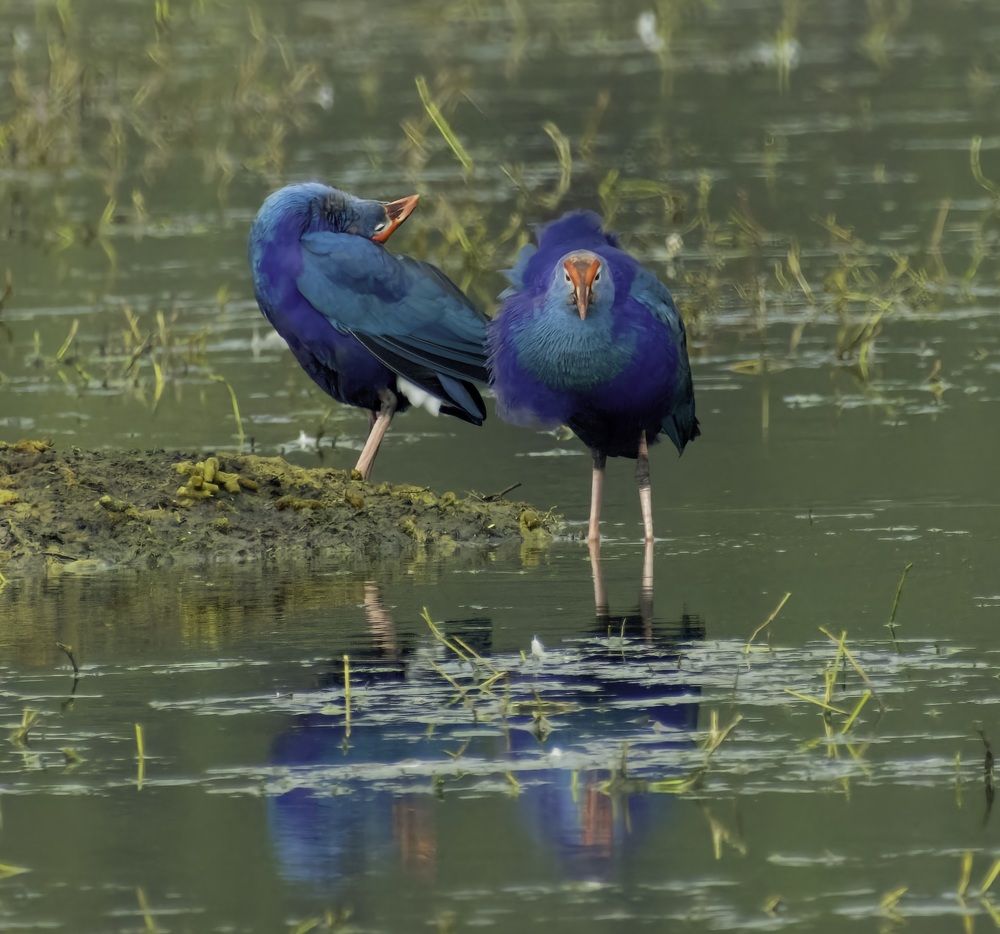 Photograph by Navjyot Singh