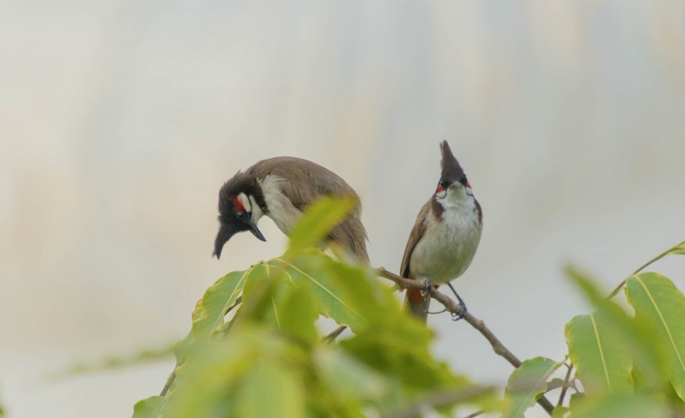 Photograph by Navjyot Singh