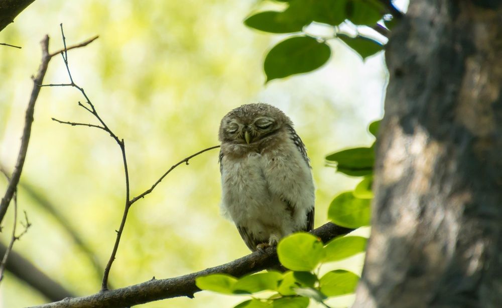 Photograph by Navjyot Singh