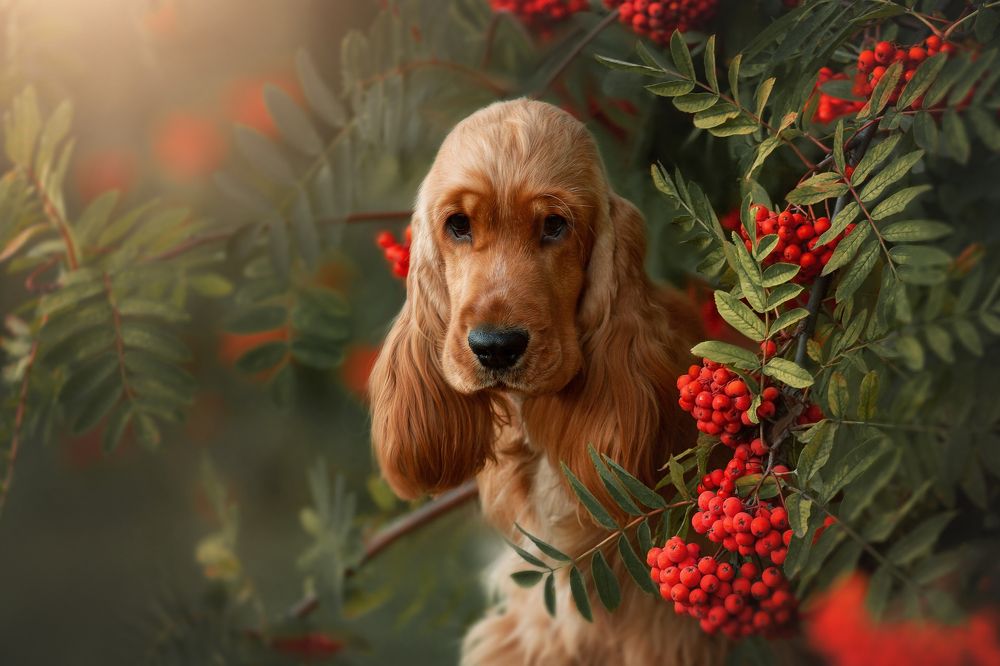 Осенняя Румба