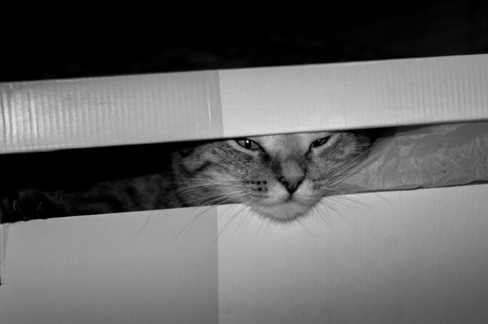 Photograph by Анна Шевляк