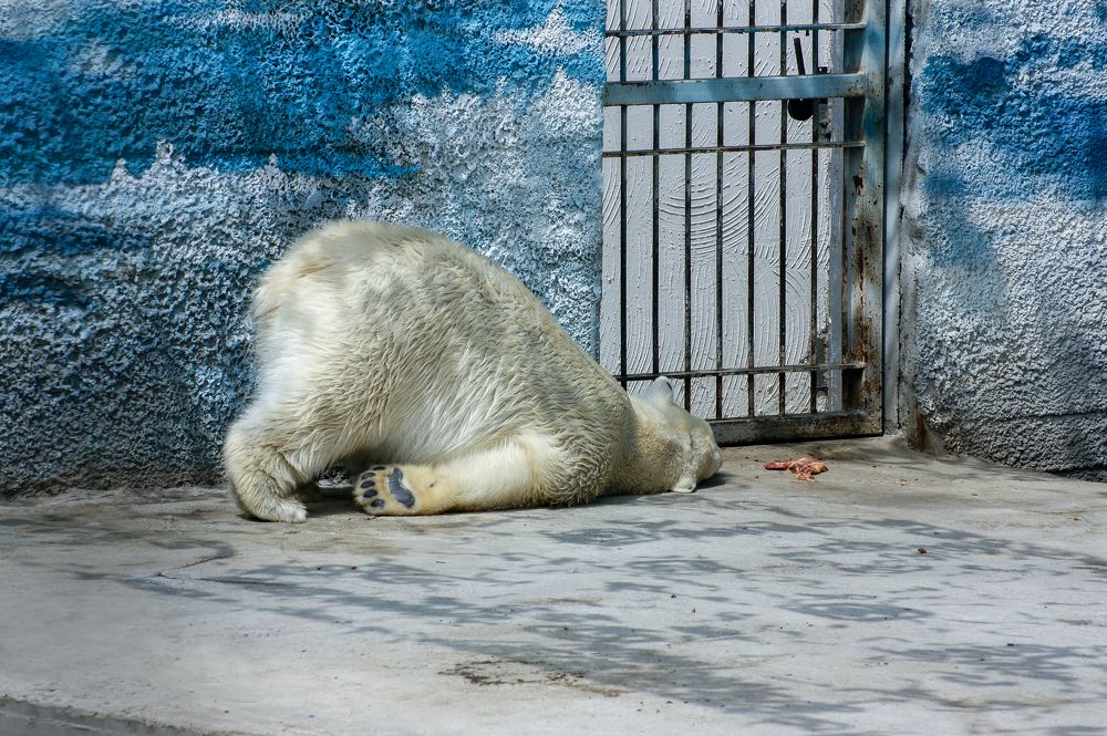 Photograph by Анна Шевляк