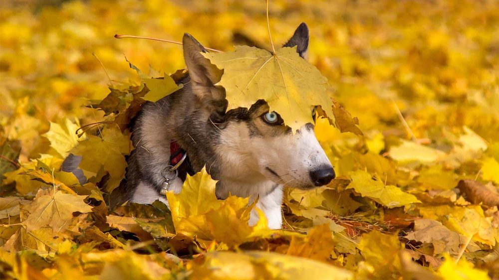 Photograph by Светлана Гущина