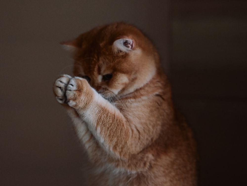 Медитация от Людвига