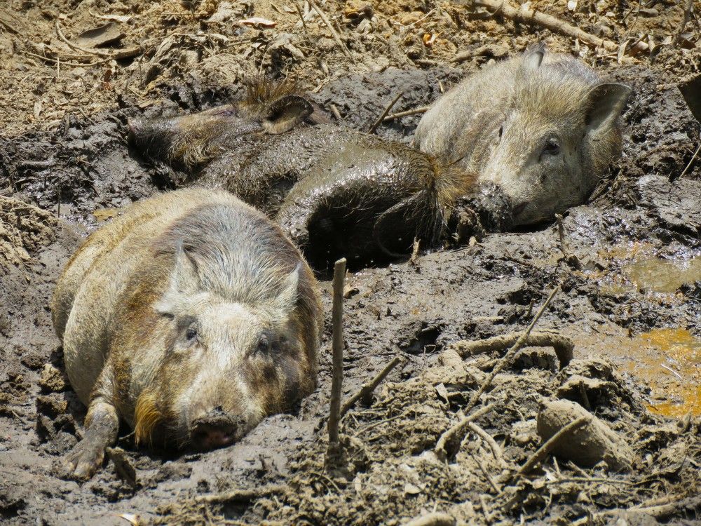 The Croods - Wildboar Version