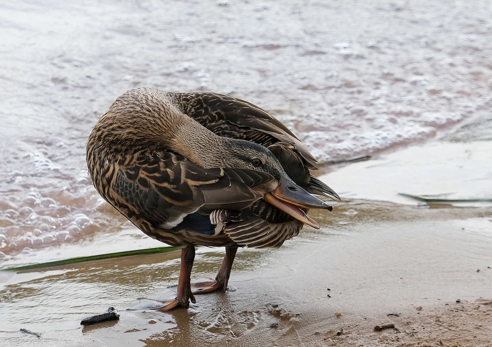 Photograph by Александр Денисов