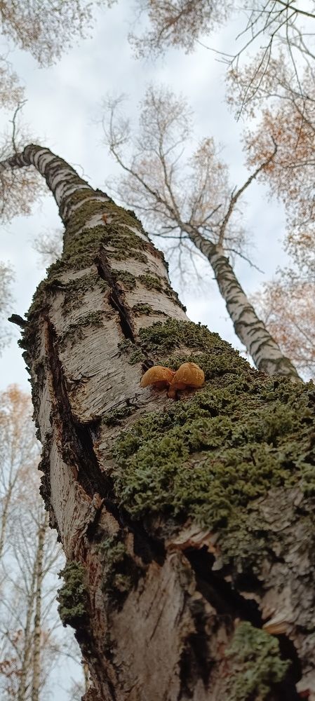 Photograph by Алина Шириева