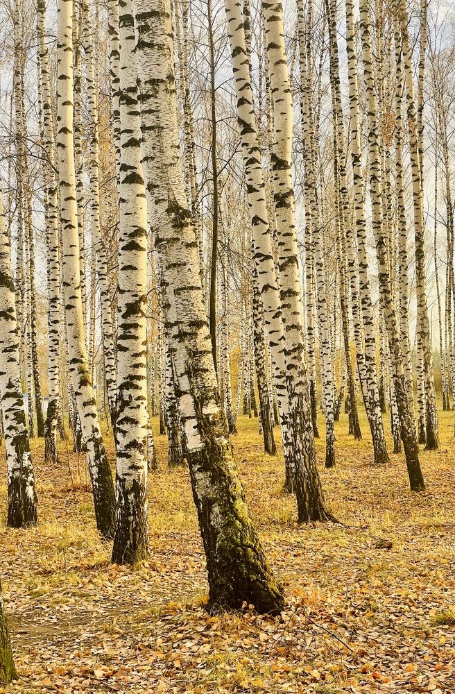 Золотые березы