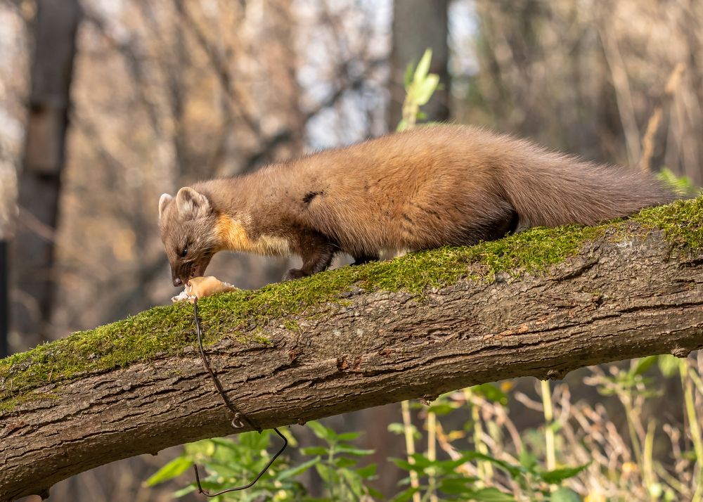 Photograph by Александр Подмарёв
