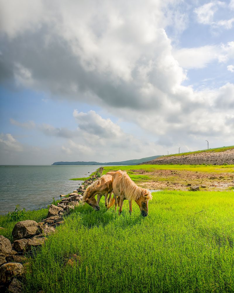 Equine Serenity