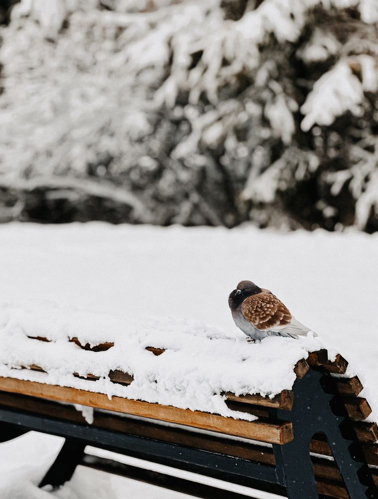 Photograph by Екатерина Целовальникова