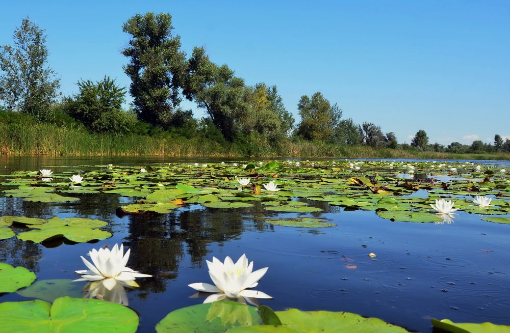 Фотография автора ВЛАДИМИР Тертышник