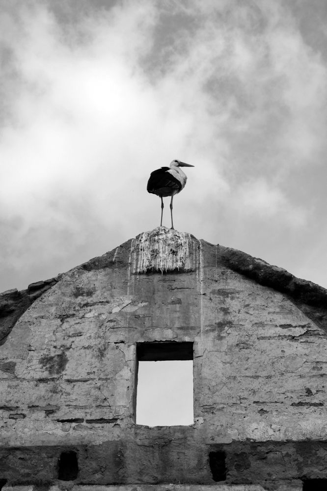 Photograph by Adrian Pablo Rosati