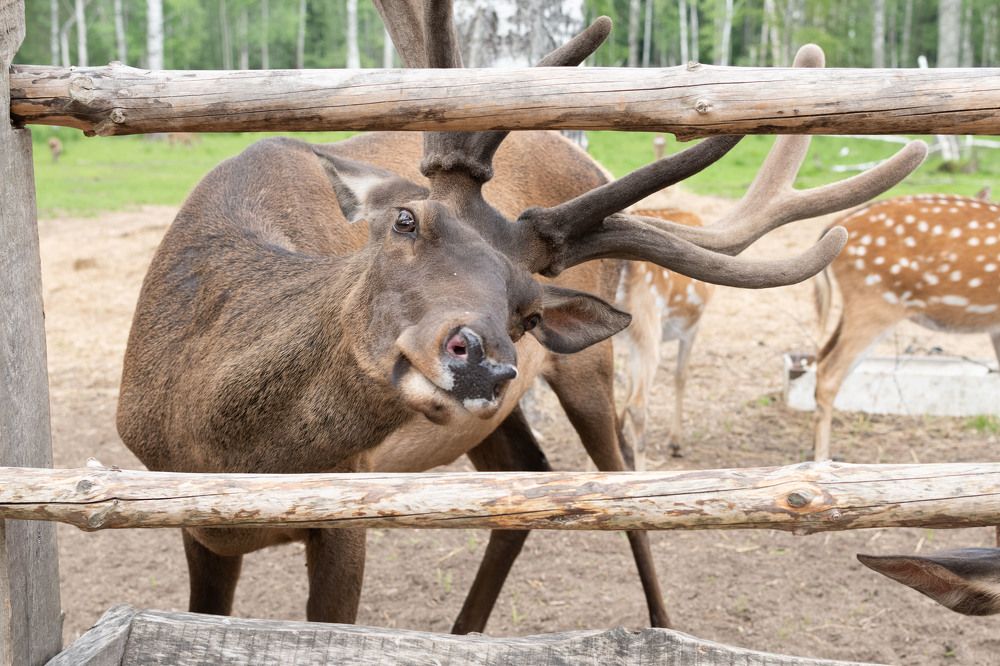 Фотография автора Анастасия Дементьева