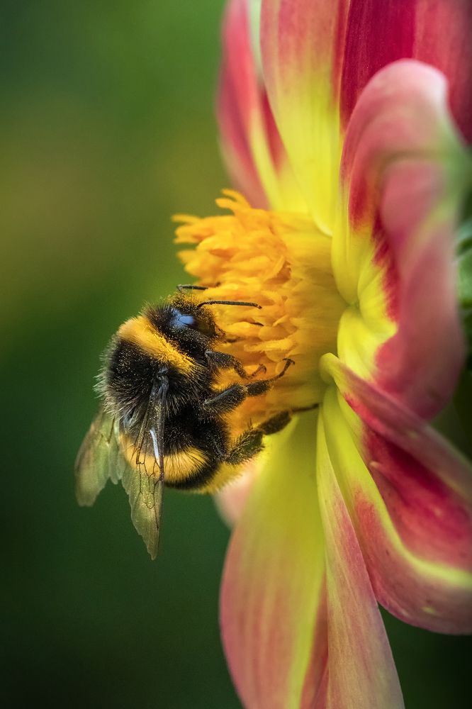 Фотография автора ЯR Ольга