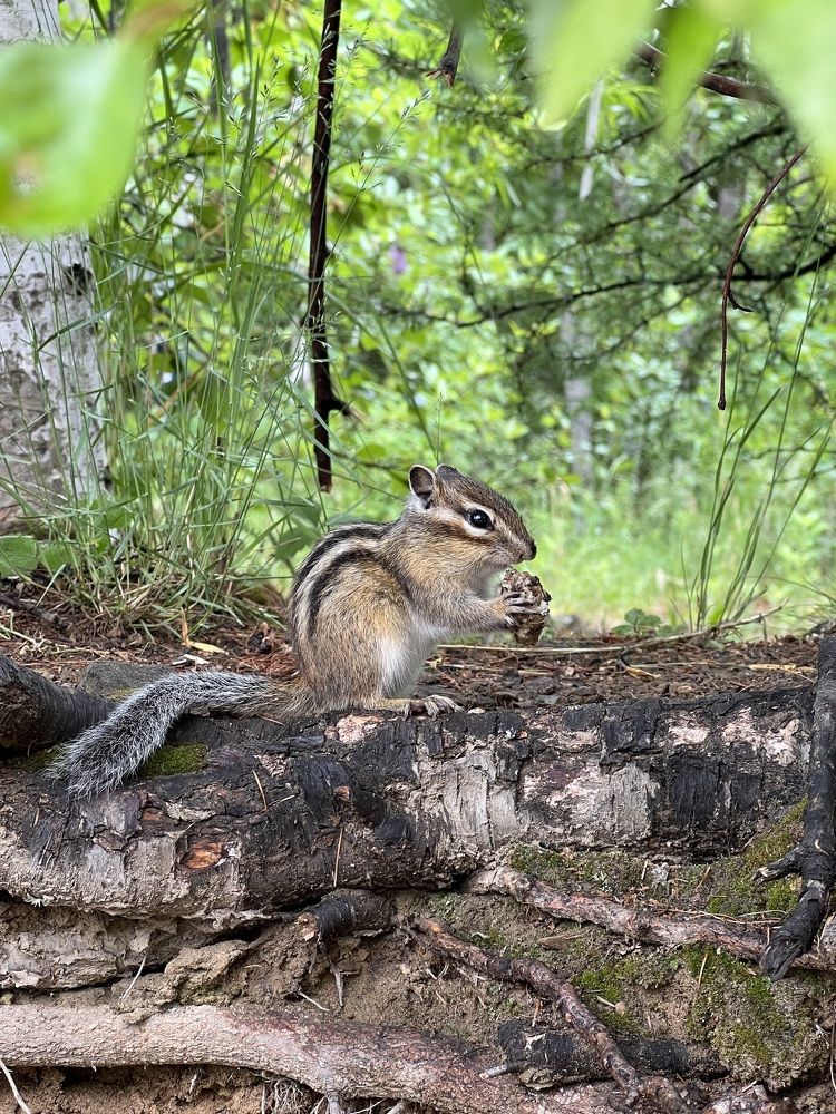 Photograph by Елена Мизина