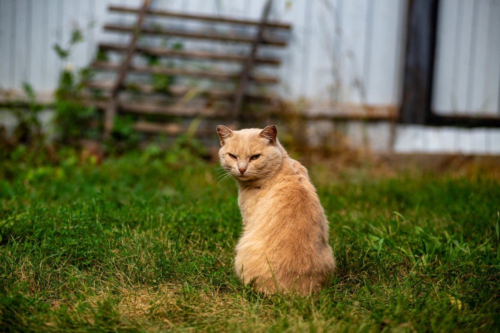 Фотография автора Владимир Оликов