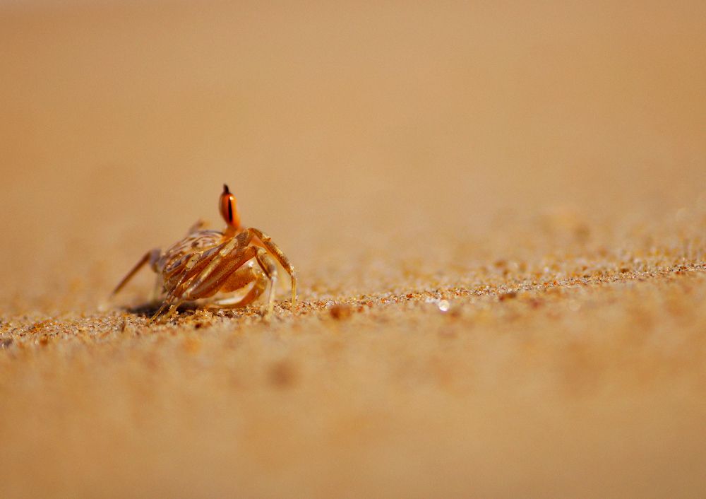 Photograph by Suhail zammi