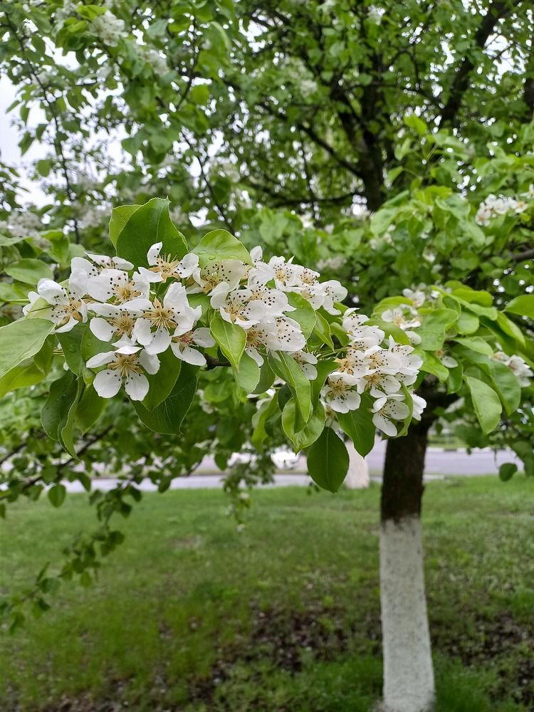 Цветущий город