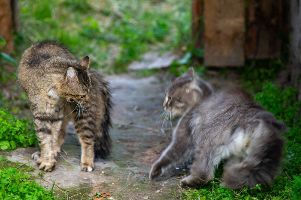 Фотография автора Владимир Оликов