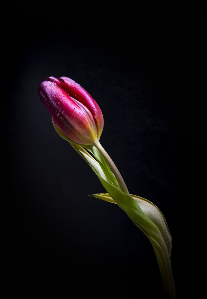 Photograph by Linda Persson