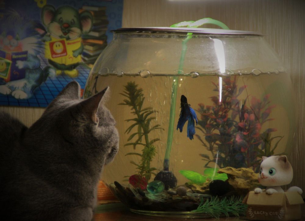 Фотография автора Светлана Терехова