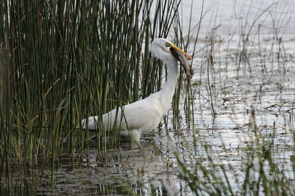 Рыболов с уловом