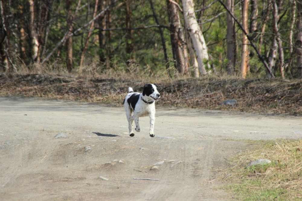 Фотография автора Светлана Терехова