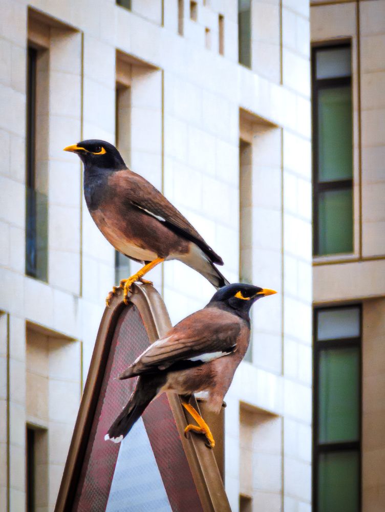 Photograph by Joseph Siñel Jr.