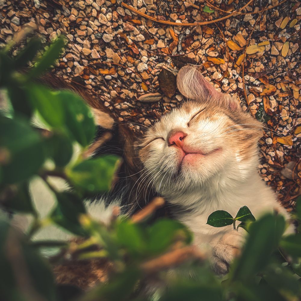 Cutie sleeping cat