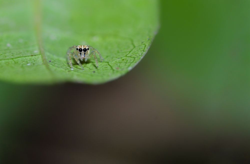 Photograph by Kasun Wickramasinghe
