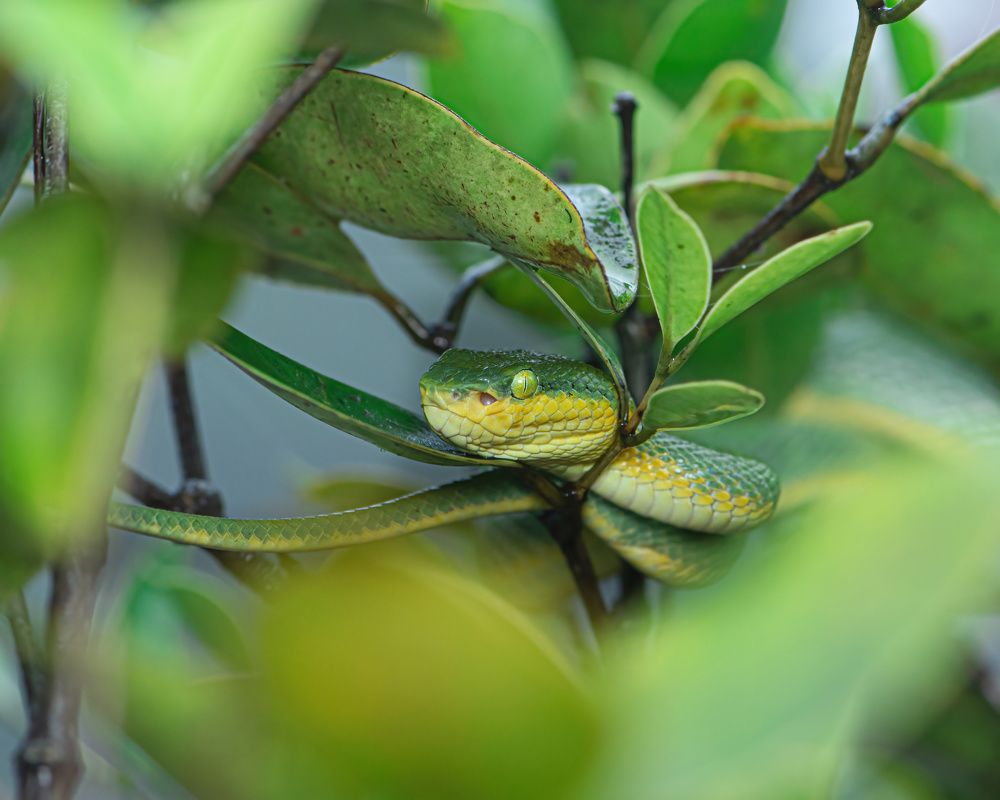 "Mystic Camouflage: The Artistry of the Bamboo Pit Viper"