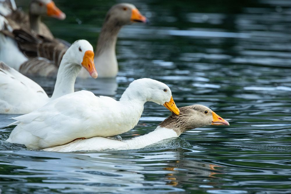 Photograph by Gevork Gukasyan