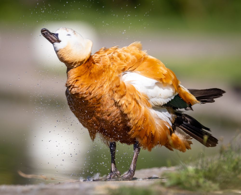 Photograph by Gevork Gukasyan