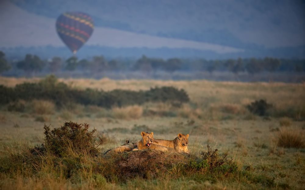 Африканское утро
