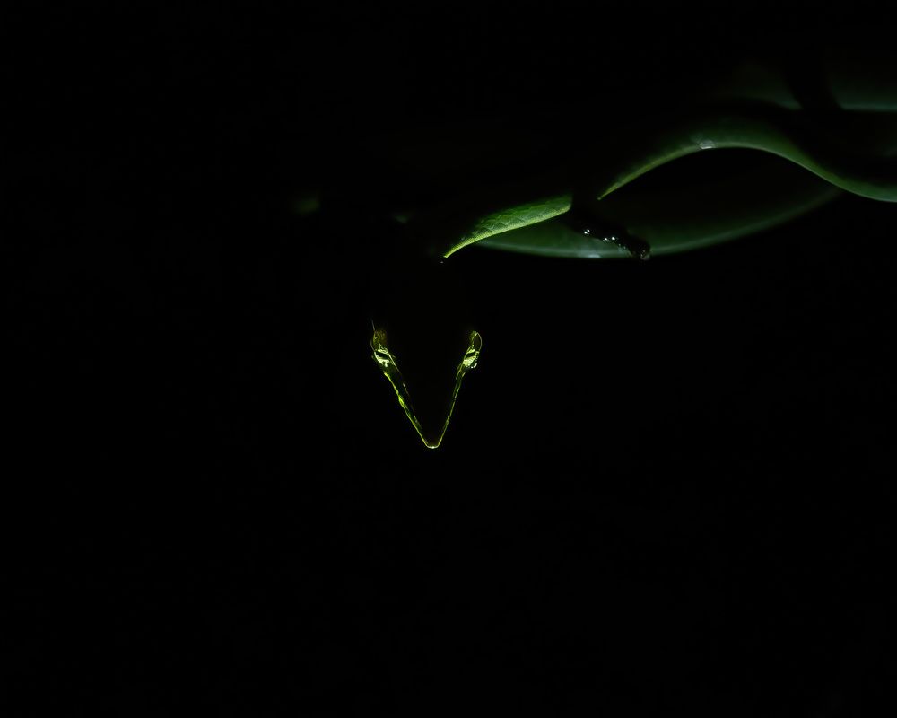 The Ghostly Glow of the Green Vine Snake