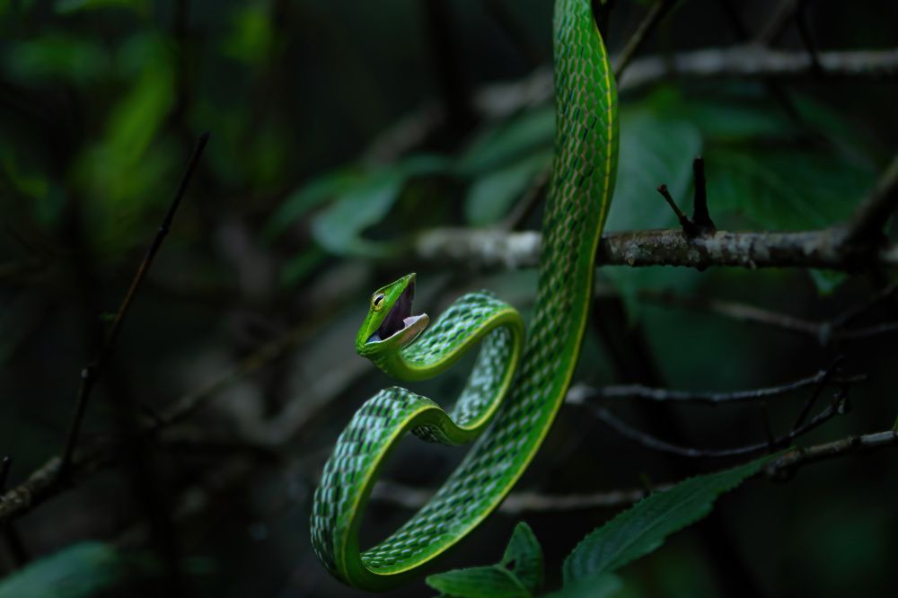 Aggressive Elegance: The Warning Palette of the Green Vine Snake.