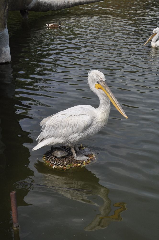 Photograph by Ольга Попченко