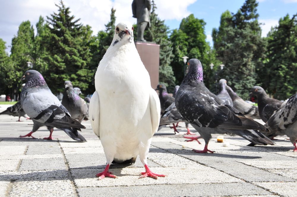 Photograph by Ольга Попченко