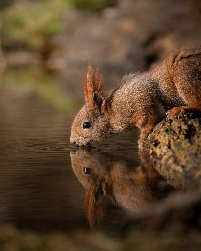 Red Squirrel