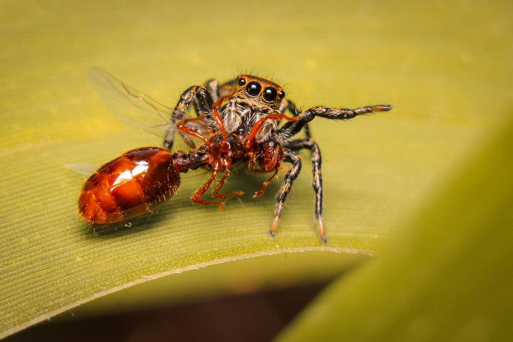 Photograph by Bruna Pinto Pereira