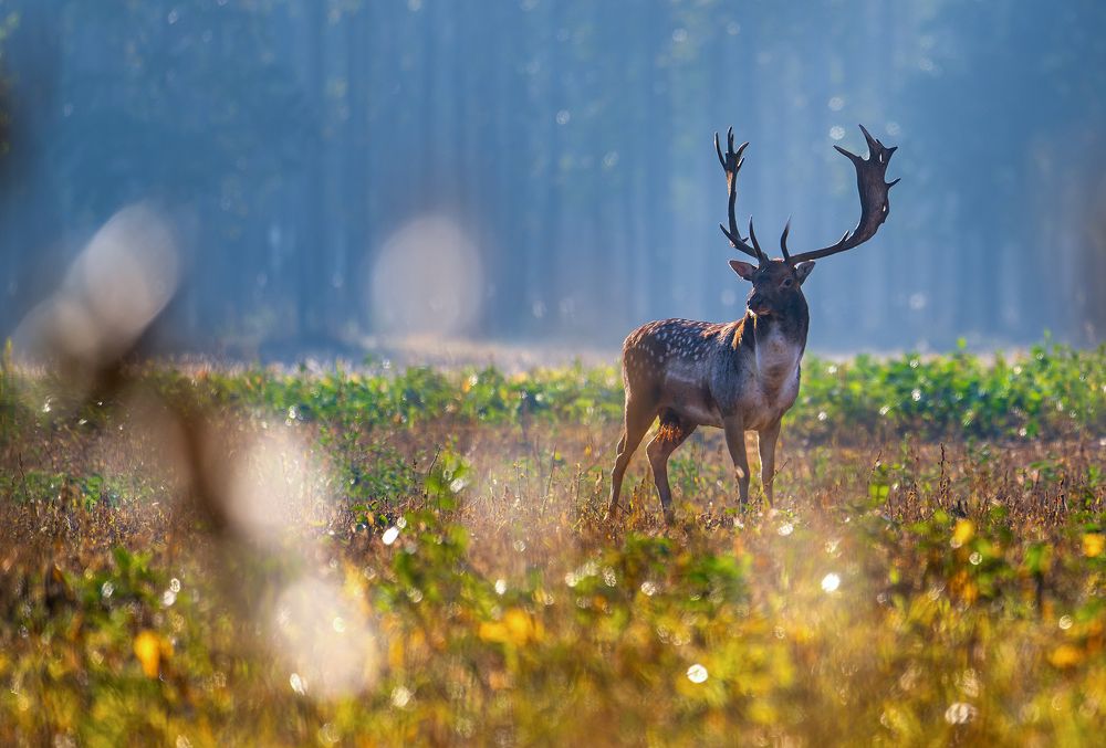 Фотография автора Hajnal József