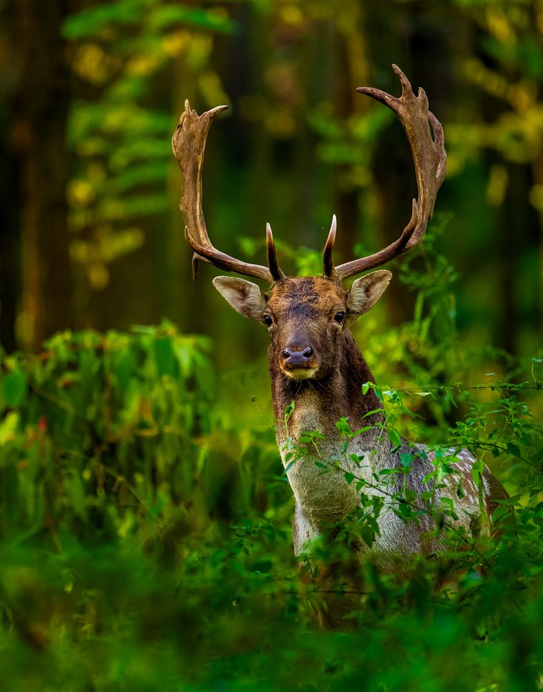 Фотография автора Hajnal József