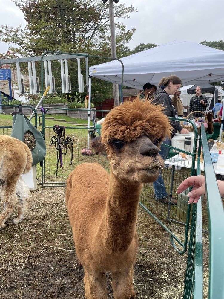 Fashionable hairstyle