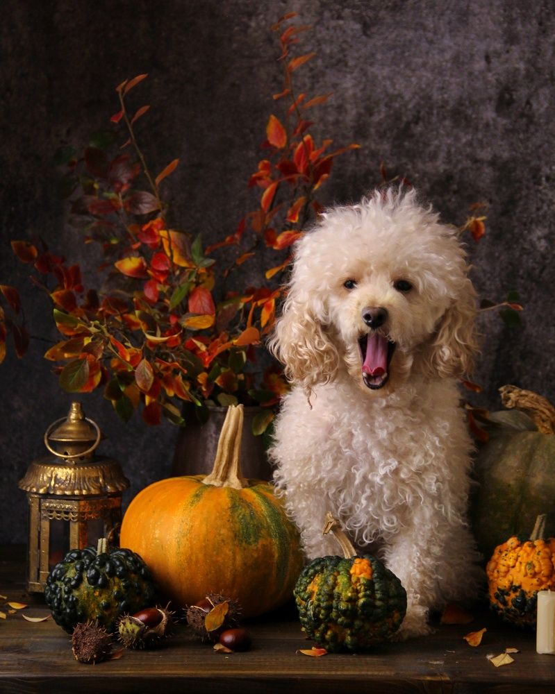 Фотография автора Елена Доянова