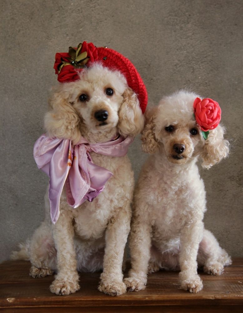 Фотография автора Елена Доянова