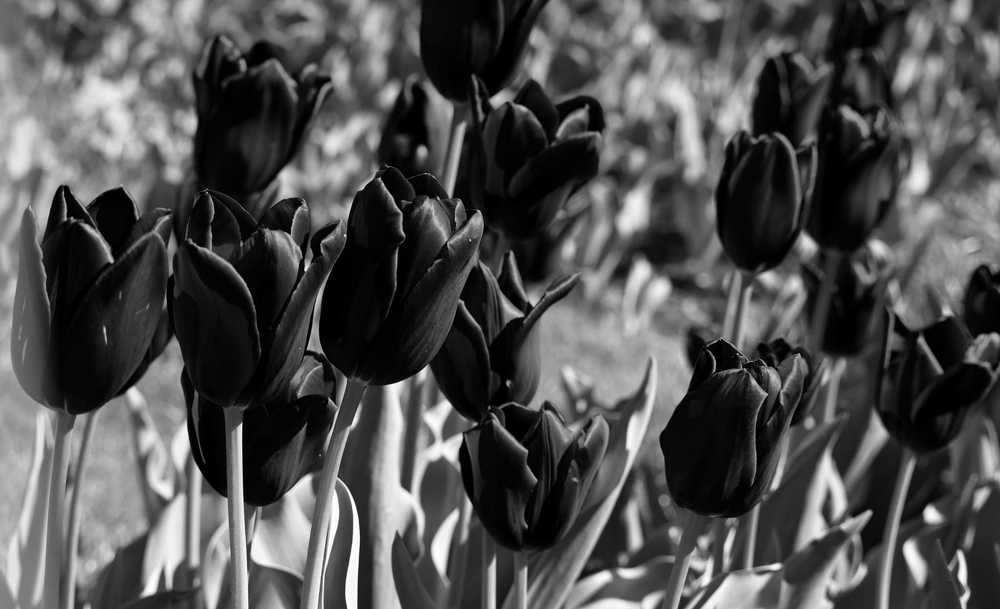 Черни лалета