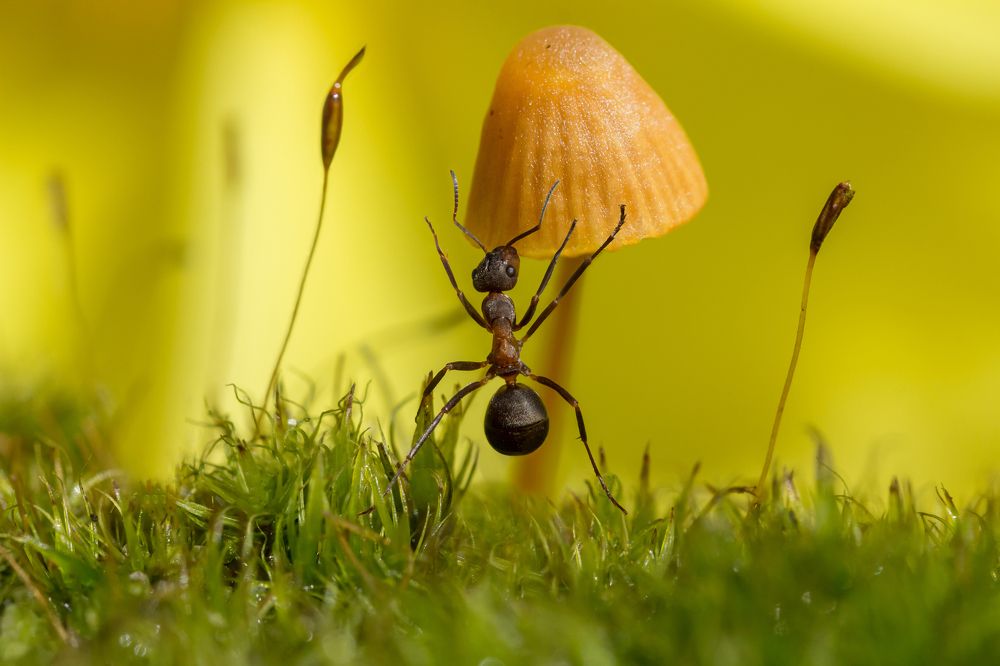 Хороший гриб! Надо брать!