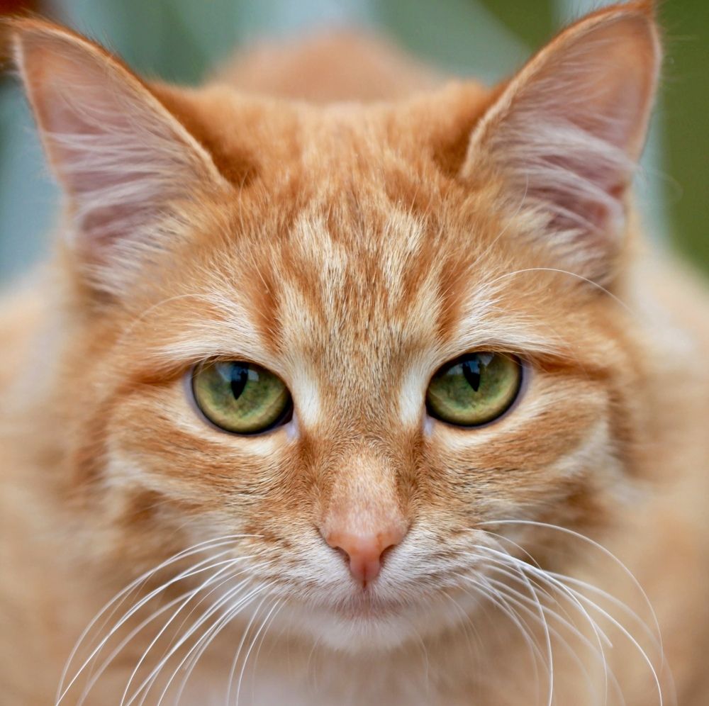 Фотография автора Ираида Гайфуллина