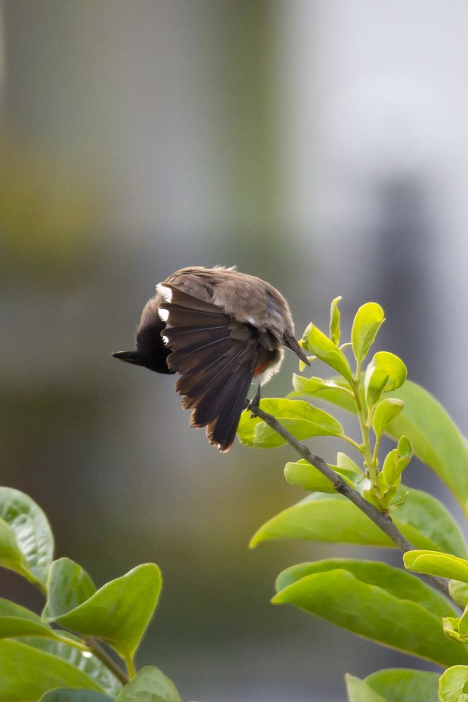 Photograph by HOANG MINH